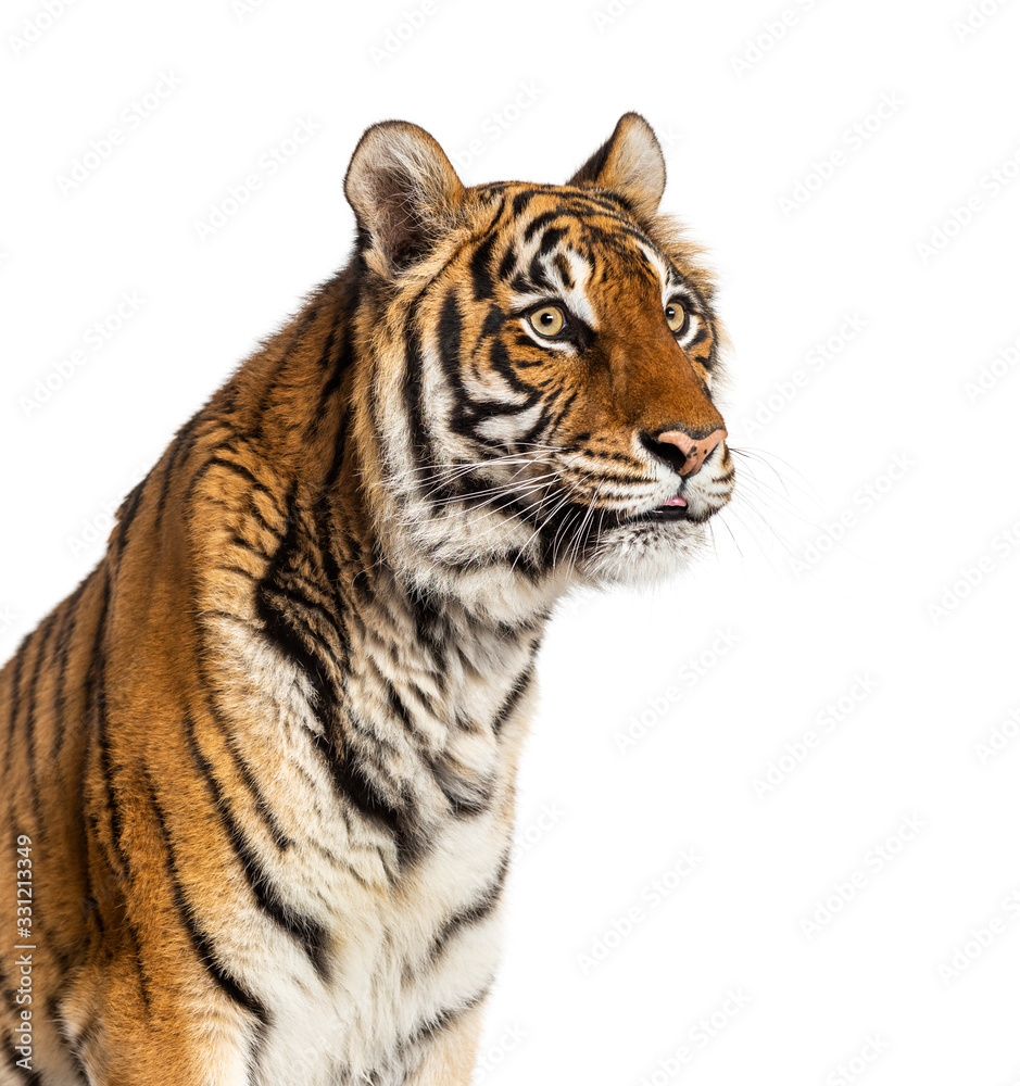 Obraz premium Portrait of a male tiger's head looking away, big cat, isolated