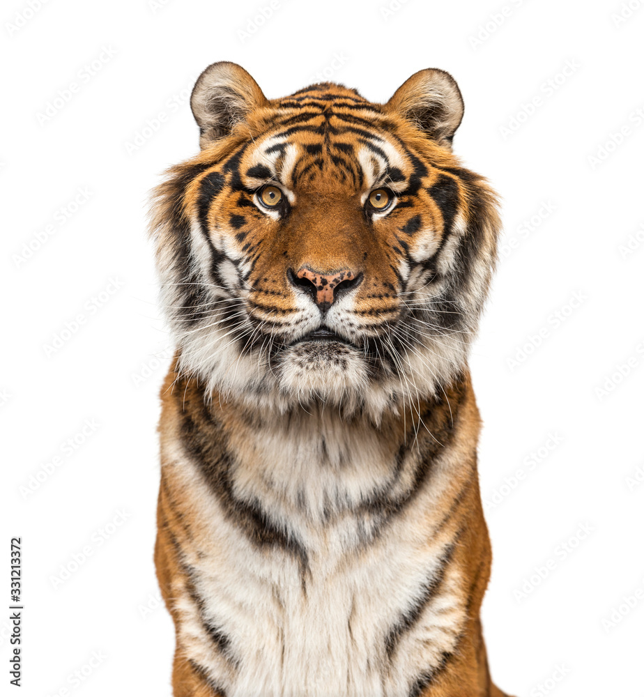 Close-up on a male tiger facing at the camera, big cat, isolated on white