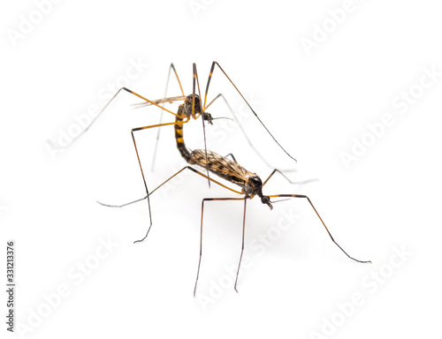 Two Crane fly, daddy-longlegs, mating, isolated on white