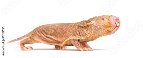 Side view of a Naked Mole-rat, hairless rat, isolated on wihte