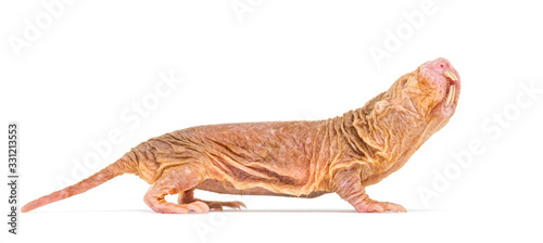 Side view of a Naked Mole-rat  hairless rat  isolated on wihte