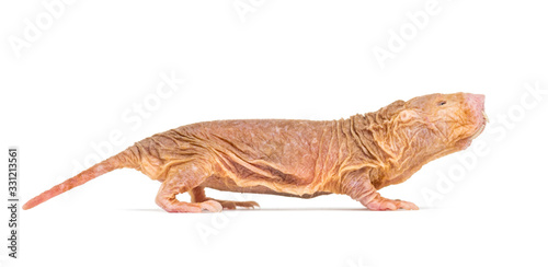 Side view of a Naked Mole-rat  hairless rat  isolated on wihte
