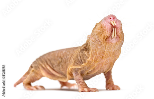 Naked Mole-rat, hairless rat, isolated on wihte © Eric Isselée