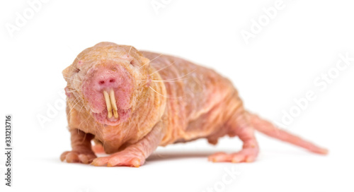 Naked Mole-rat, hairless rat, isolated on wihte photo