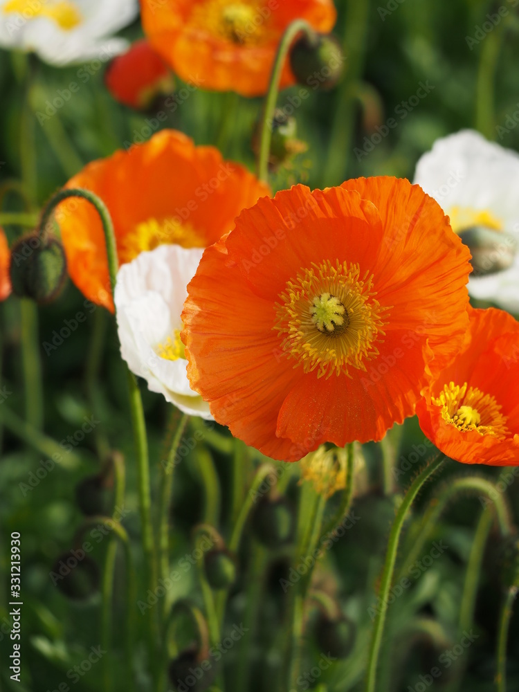 Fototapeta premium 鮮やかなオレンジ色のポピーが咲く日本の春の風景（大船フラワーセンター）