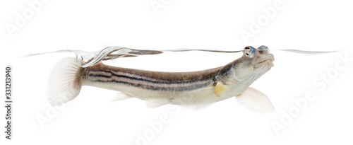 Side view of Four-eyed fish surfacing, isolated on white photo