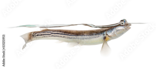 Side view of Four-eyed fish surfacing, isolated on white photo