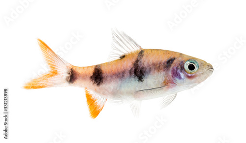 Side view of a Dawkinsia tambraparniei, fish, isolated on white
