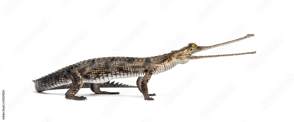 Young Fish-eating crocodile, Gavial, Gavialis gangeticus Young Fish-eating crocodile, Gavial, Gavialis gangeticus