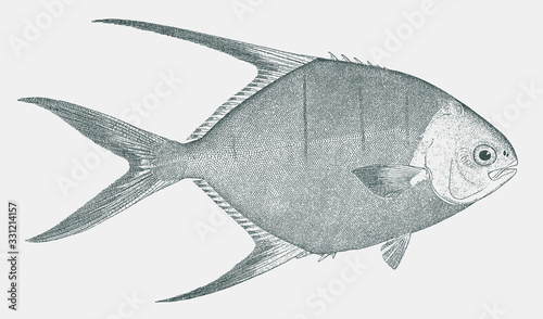 Banner pompano or palometa, trachinotus goodei, a fish from the western atlantic ocean in side view photo