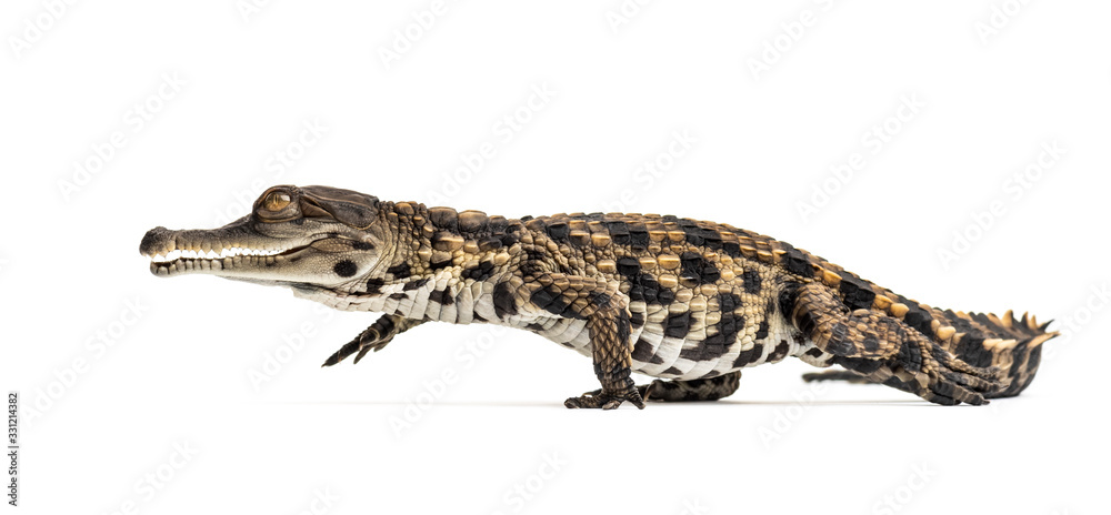 Walking Young West African slender-snouted crocodile Walking Young West African slender-snouted crocodile