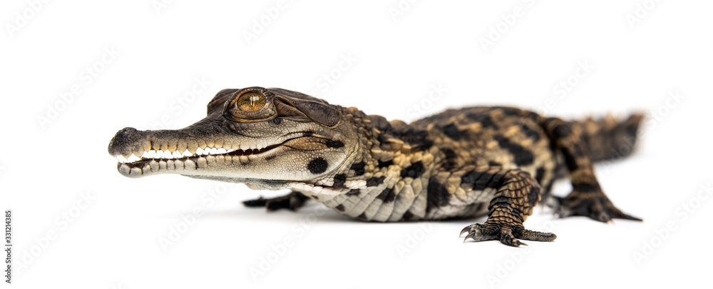 Young West African slender-snouted crocodile, Young West African slender-snouted crocodile,