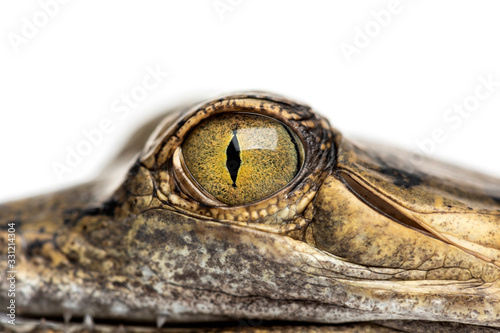 Close-up on a eye of a Fish-eating crocodile, Gavial, Gavialis g
