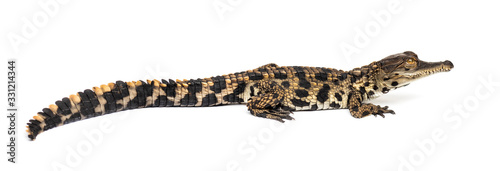 Young West African slender-snouted crocodile