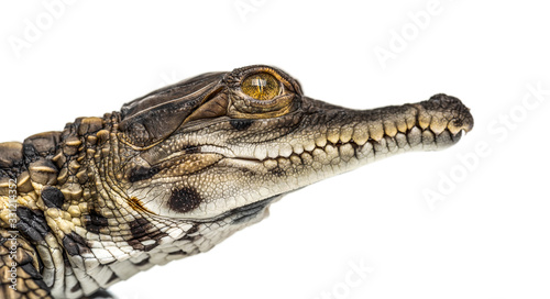 Obraz na płótnie Young West African slender-snouted head crocodile