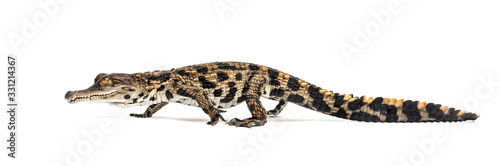 Walking Young West African slender-snouted crocodile