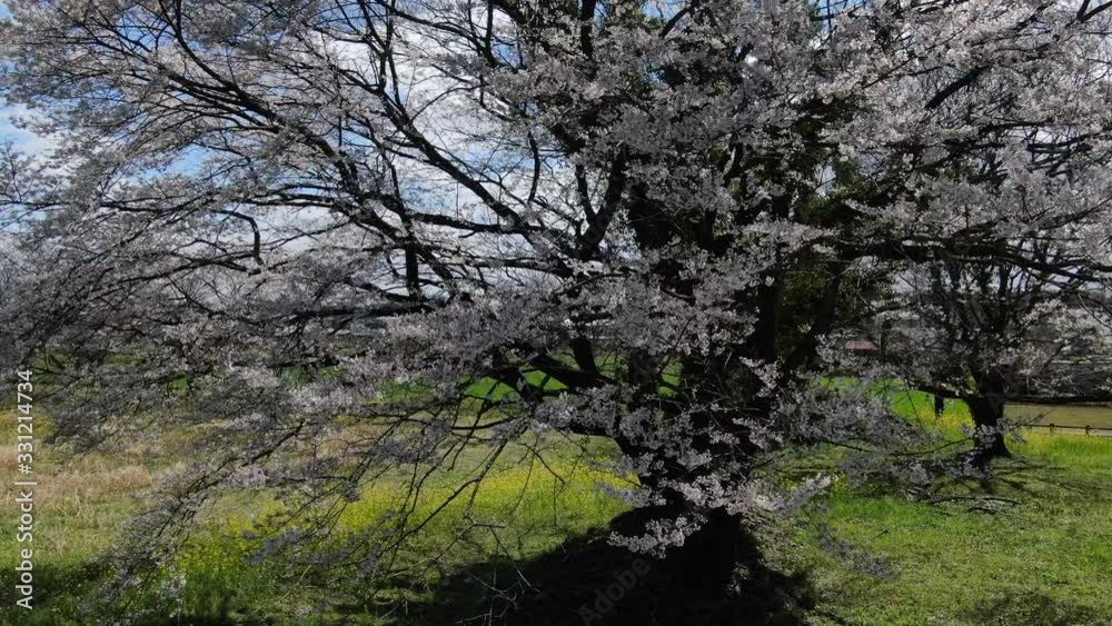 春の桜をドローンで空撮
