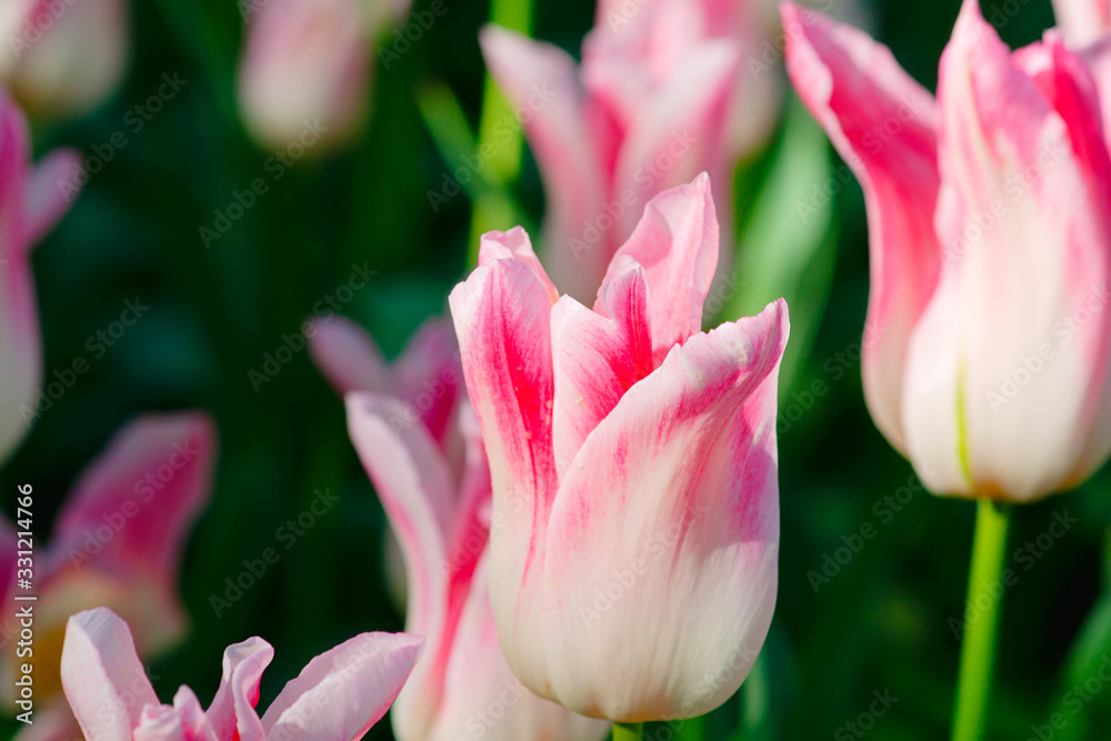 Fototapeta premium Soft pink tulip flowers on a flower bed on a sunny day of the spring season. The floral background for your project.