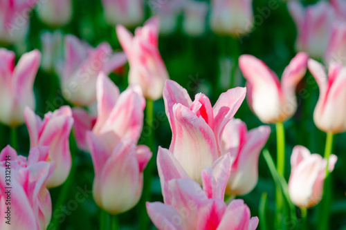 Soft pink tulip flowers on a flower bed on a sunny day of the spring season. The floral background for your project.