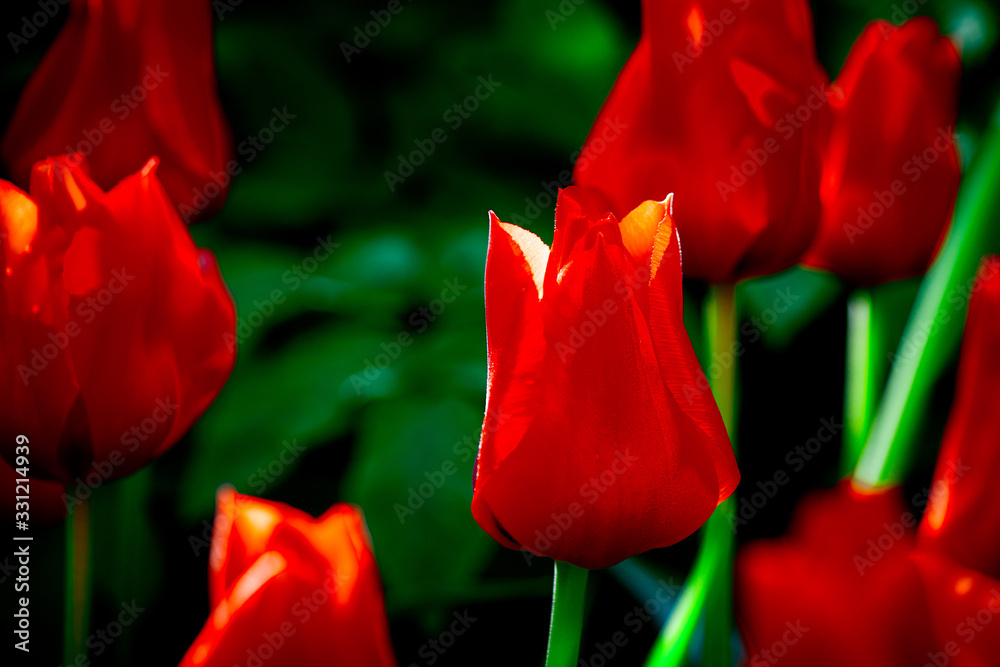Decorative red tulip flowers against the green background. Beautiful floral background for a project or advertising.