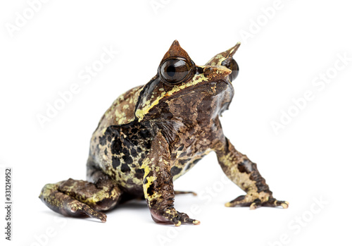 Long-nosed horned frog, Megophrys nasuta, isolated © Eric Isselée
