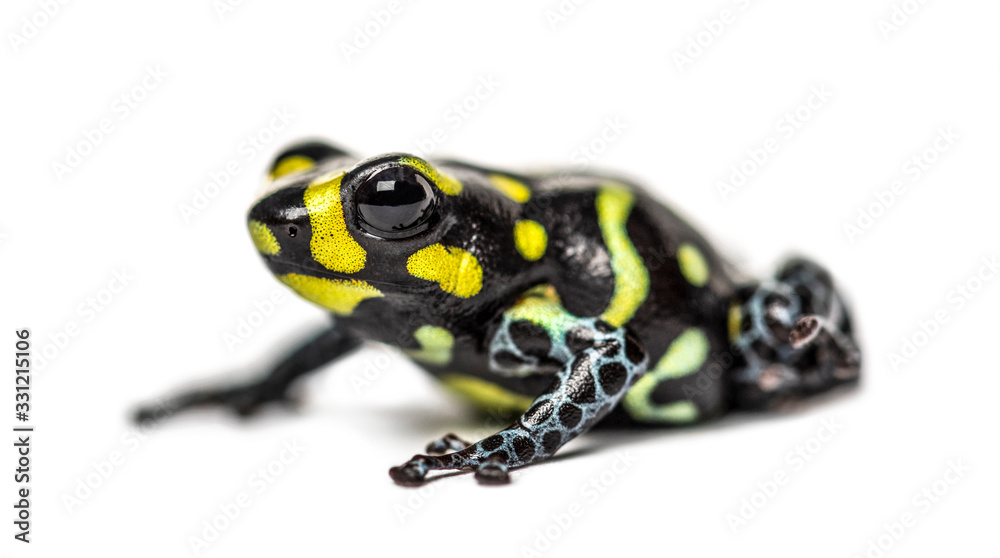 Obraz premium Spotted poison frog, Spotted poison frog, isolated on white
