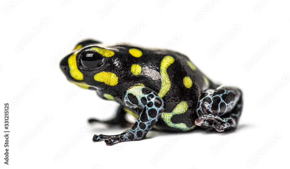 Fototapeta premium Spotted poison frog, Spotted poison frog, isolated on white