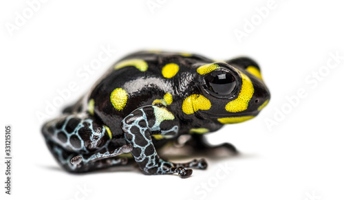 Spotted poison frog, Spotted poison frog, isolated on white