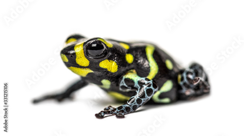 Spotted poison frog, Spotted poison frog, isolated on white