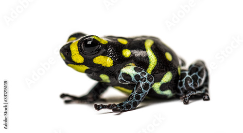 Spotted poison frog, Spotted poison frog, isolated on white