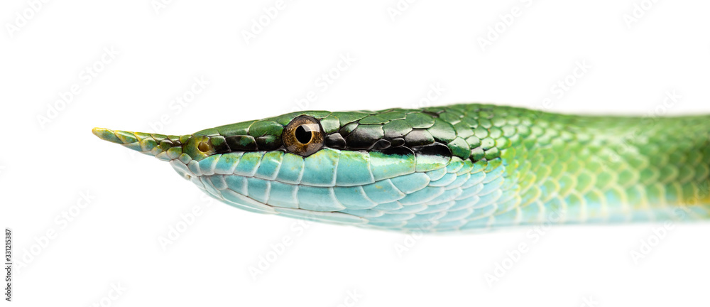 Naklejka premium Rhino rat snake, Rhynchophis boulengeri, isolated