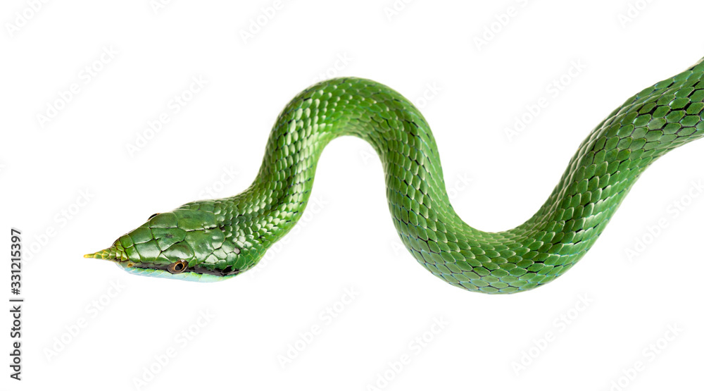 Rhino rat snake, Rhynchophis boulengeri, isolated Rhino rat snake, Rhynchophis boulengeri, isolated