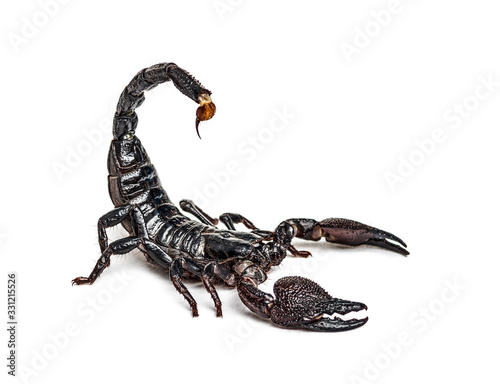 Photo Emperor scorpion attacking, Pandinus imperator, isolated