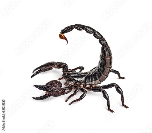 Emperor scorpion attacking  Pandinus imperator  isolated