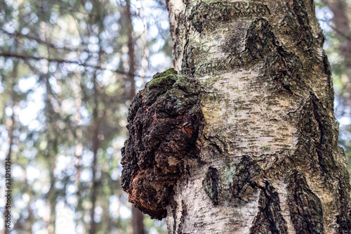 Chaga mushroom on the birch trunk. Dried chaga slowing the aging process, lowering cholesterol, preventing and fighting cancer are rich in a wide variety of vitamins, minerals, and nutrients.