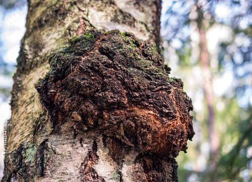Chaga mushroom on the birch trunk. Dried chaga slowing the aging process, lowering cholesterol, preventing and fighting cancer are rich in a wide variety of vitamins, minerals, and nutrients.