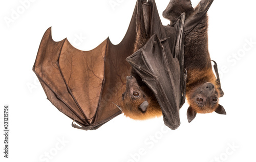 Lyle's flying fox hanging from a branch, Pteropus lylei photo