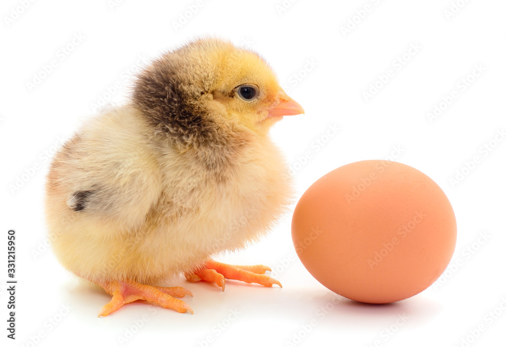 Small chicken and egg isolated.