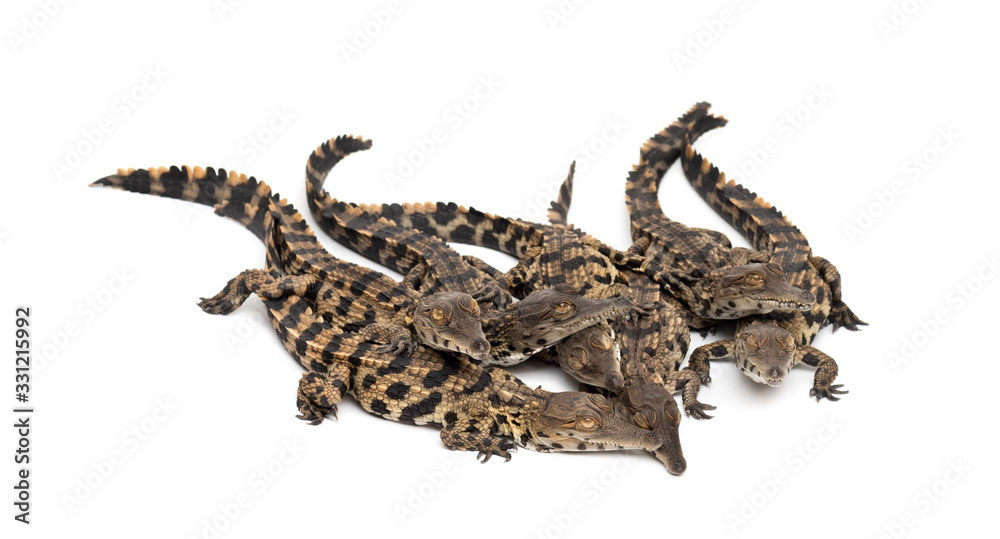Obraz premium Group of Young West African slender-snouted crocodile