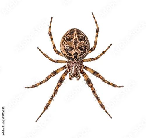 Fototapeta na wymiar Diadem spider on its web, Araneus diadematus, isolated