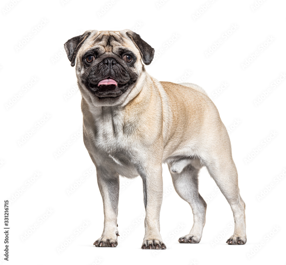 Pug standing, isolated on white