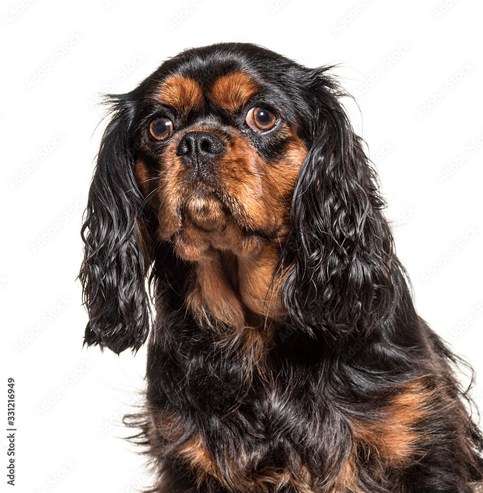 Portrait of a Cavalier king charles spaniel, isolated on white