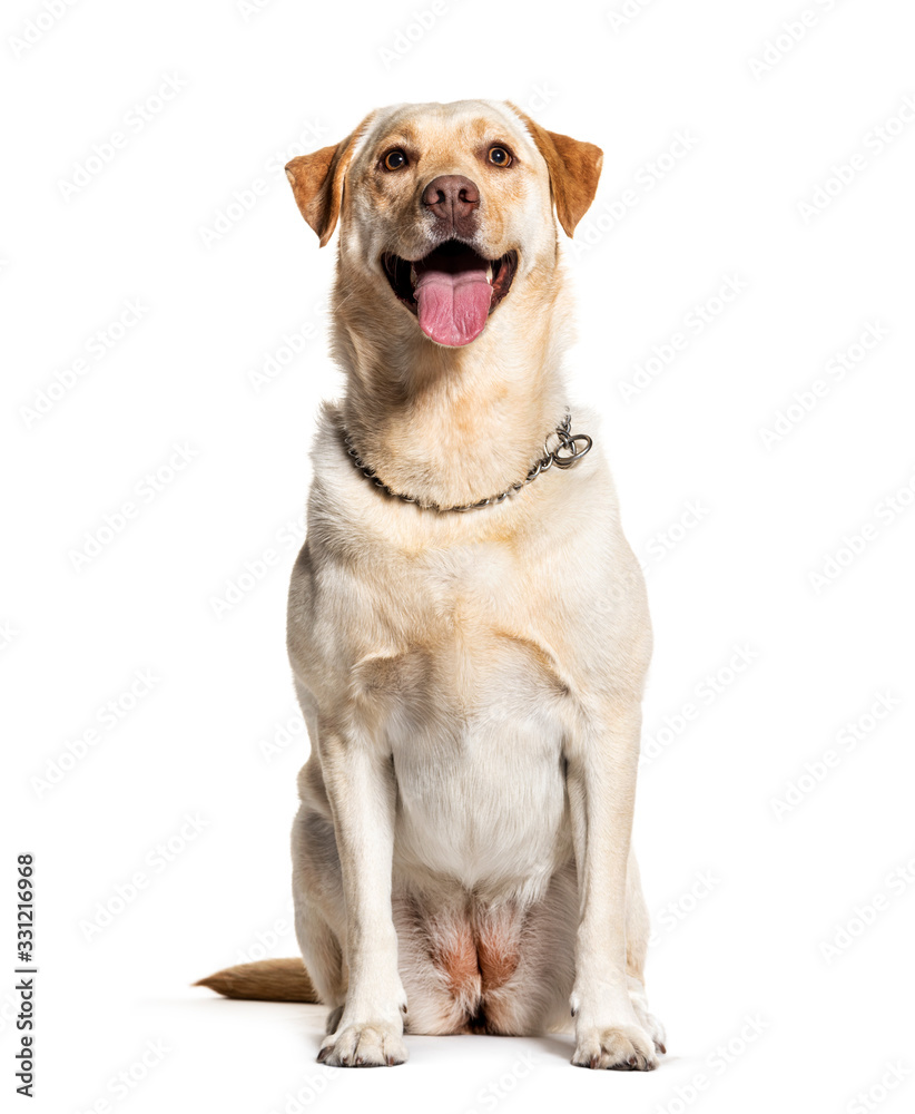 Panting Labrador, isolated on white