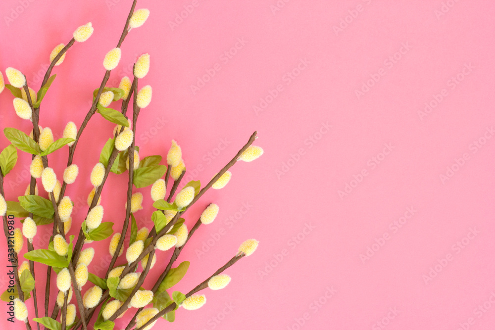 Branches of spring catkins on pink background
