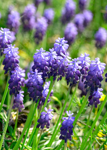 Spring blue flowers on a blurry background of flowering meadows. Muscari wildflowers. For wallpapers or cards for spring holidays and Easter. Close up  vertical banner