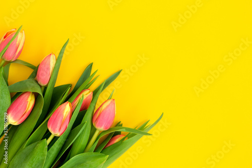 Beautiful fresh tulips on yellow background