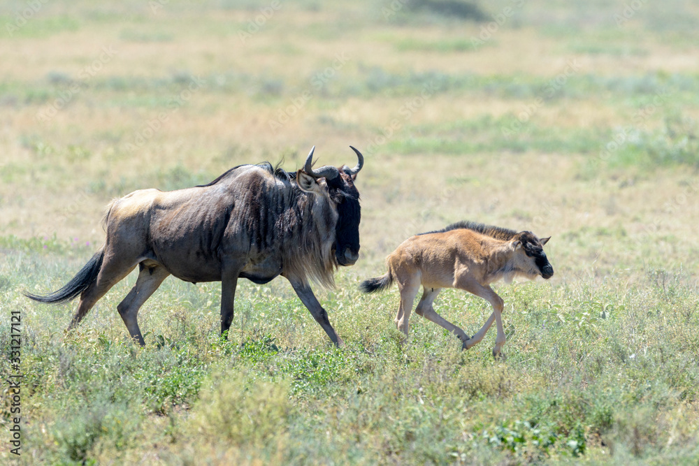 Blue Wildebeest (Connochaetes taurinus) mother with calf running on savanna, Ngorongoro conservation area, Tanzania.