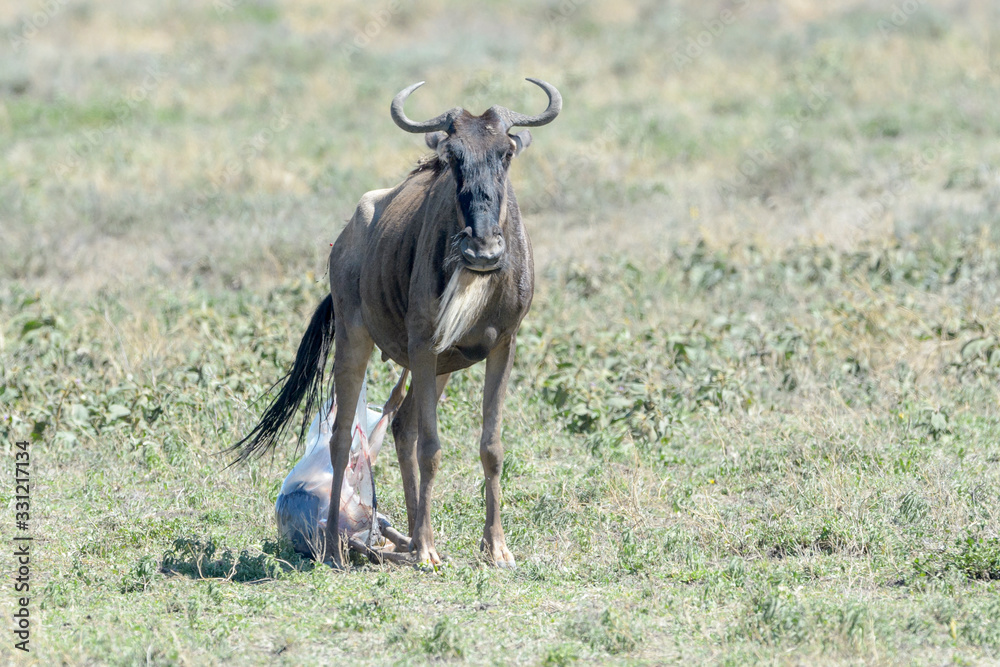 Naklejka premium Blue Wildebeest (Connochaetes taurinus) mother giving birth to new born baby on savanna, Ngorongoro conservation area, Tanzania.