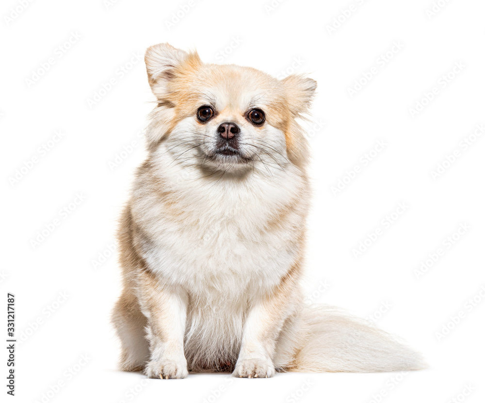 Sitting and facing Pomeranian, isolated on white