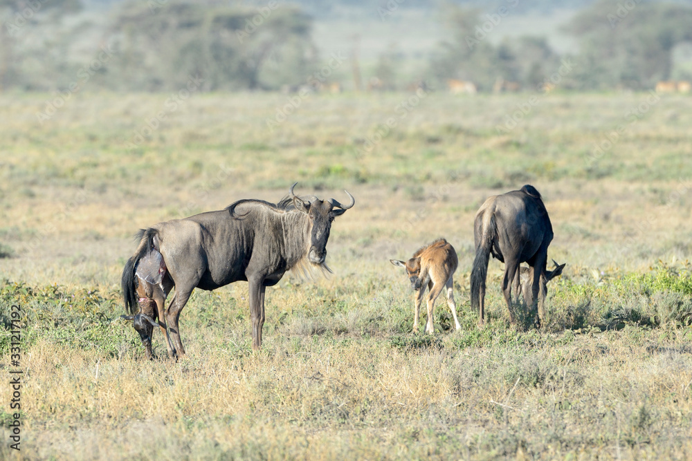 Blue Wildebeest (Connochaetes taurinus) mother giving birth to new born baby on savanna, Ngorongoro conservation area, Tanzania. Blue Wildebeest (Connochaetes taurinus) mother giving birth to new born baby on savanna, Ngorongoro conservation area, Tanzania.